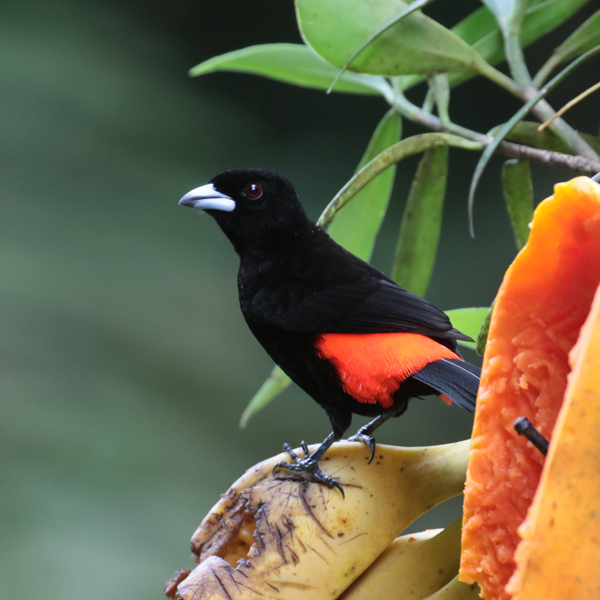 Passerini's Tanager